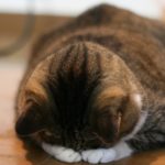 分かっていた　縫い子があの子を殺したと