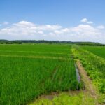 もっちゃりうっちゃれダイナの夏休み